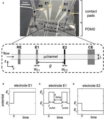 Electrochemical Generation and Detection of Transient Concentration Gradients in Microfluidic Channels. Theoretical and Experimental Investigations